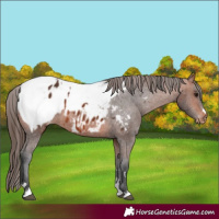 Horse Color:Bay Blanket and Bay Snowcap