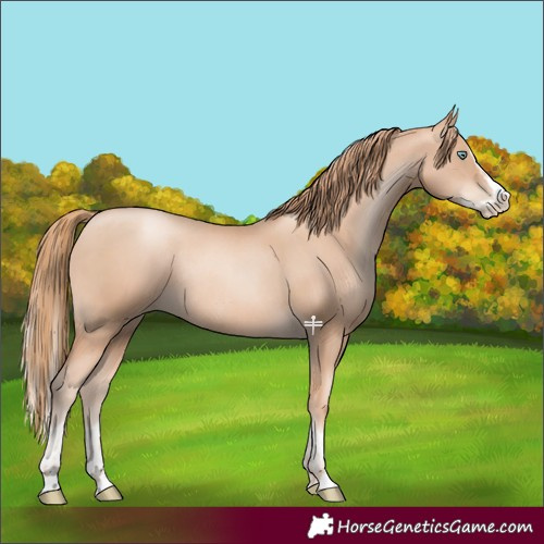 Horse Color:Gold Champagne Pearl Rabicano  and Gold Champagne Pearl Splash Rabicano 