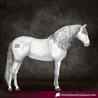 Horse Color:Bay Sabino 