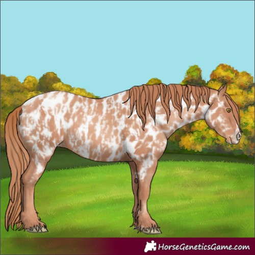 Horse Color:Gold Champagne Near Leopard  and Gold Champagne Splash Near Leopard 