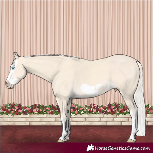 Horse Color:Cremello Splash  and Cremello Splash Frame 