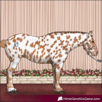 Horse Color:Chestnut Appaloosa 
