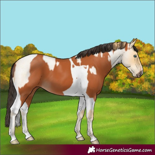 Horse Color:Buckskin Roan Pearl  and Bay Tobiano 