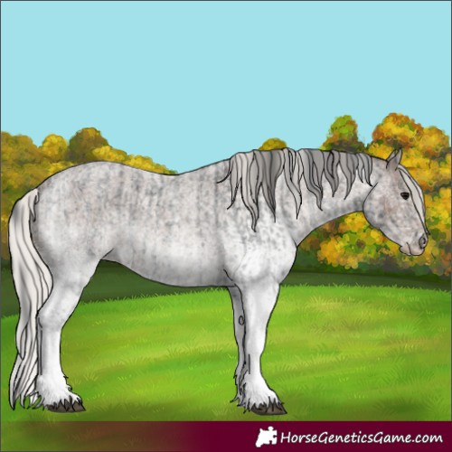 Horse Color:White Spotted Blue Roan Rabicano and White Spotted Silver Blue Roan Rabicano