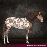 Horse Color:Amber Champagne Near Leopard  and Amber Champagne Near Leopard 