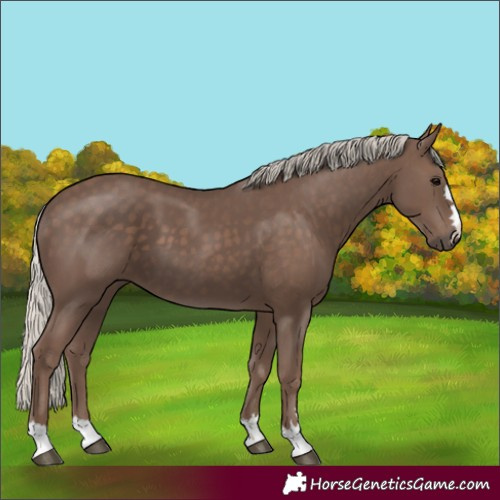 Horse Color:Silver Black