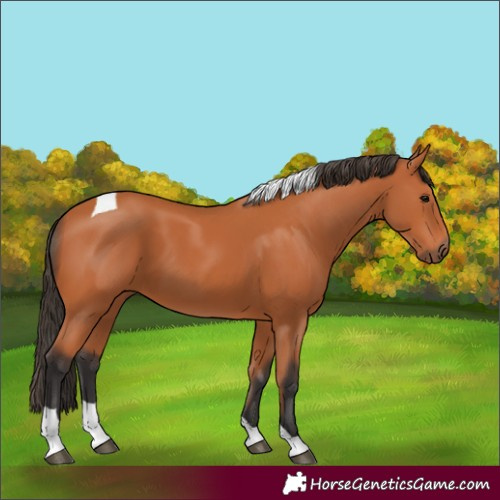 Horse Color:Bay Tobiano 