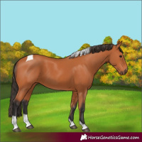 Horse Color:Bay Tobiano 