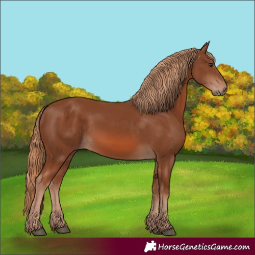 Horse Color:Chestnut 