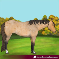 Horse Color:Buckskin Roan 