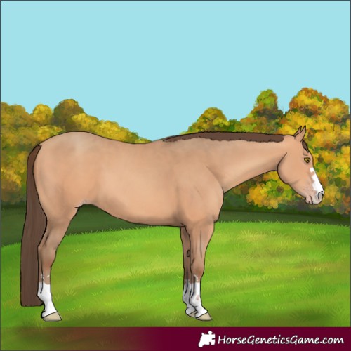 Horse Color:Amber Champagne 