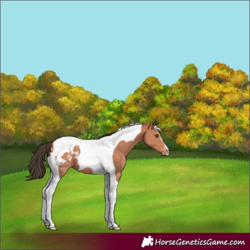 Horse Color:Bay Tobiano Appaloosa