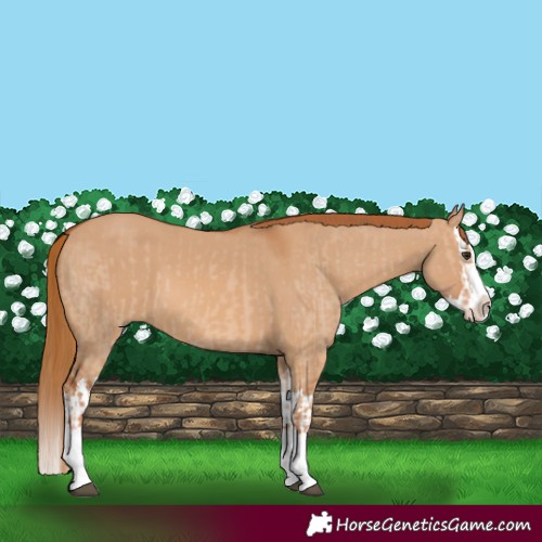 Horse Color:Red Dun Splash and Red Dun Splash