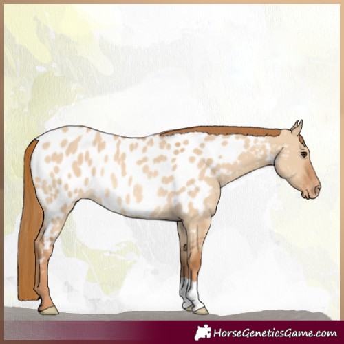 Horse Color:Red Dun Appaloosa Rabicano 