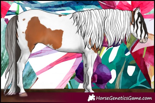 Horse Color:Bay Splash Tobiano