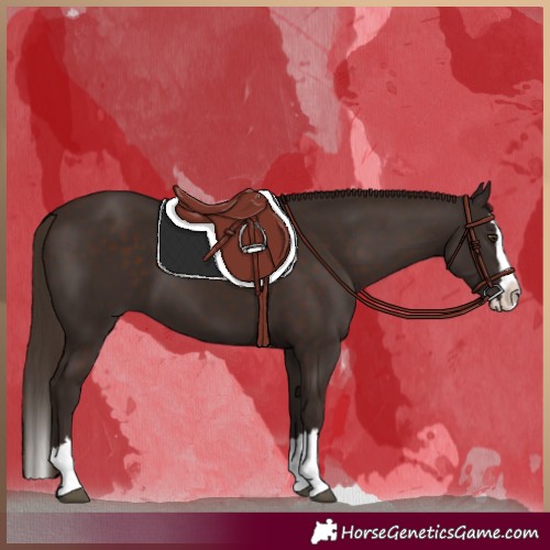 Horse Color:Liver Chestnut Splash 