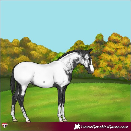 Horse Color:Black Appaloosa Rabicano 
