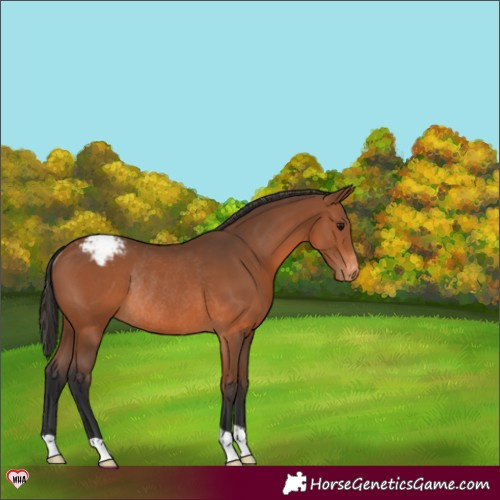 Horse Color:Bay Appaloosa Rabicano 