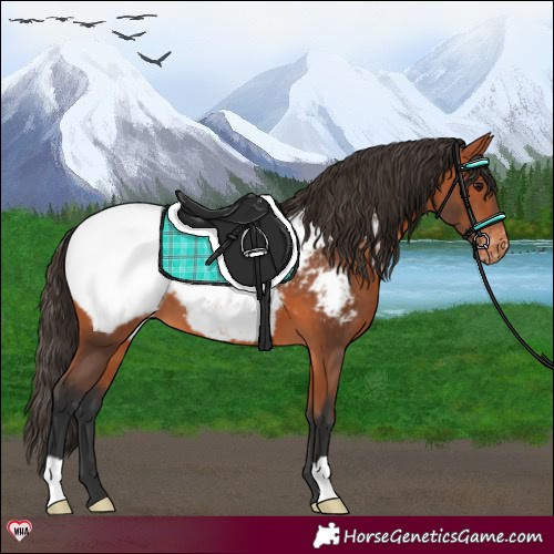 Horse Color:Bay Snowcap 