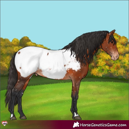 Horse Color:Bay Appaloosa Rabicano 
