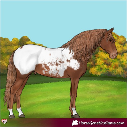 Horse Color:Chestnut Snowcap 