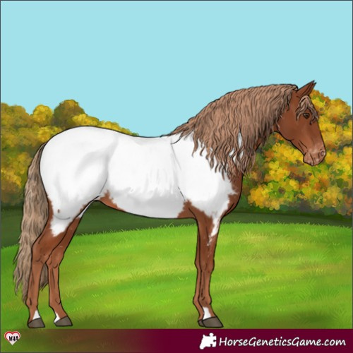 Horse Color:Chestnut Appaloosa 