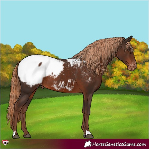 Horse Color:Liver Chestnut Appaloosa Rabicano 