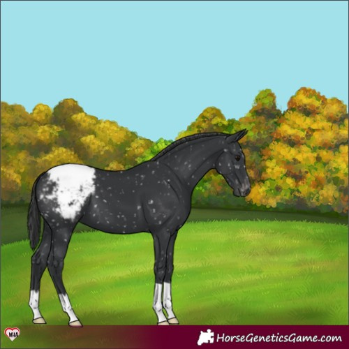 Horse Color:Black Snowflake Varnish