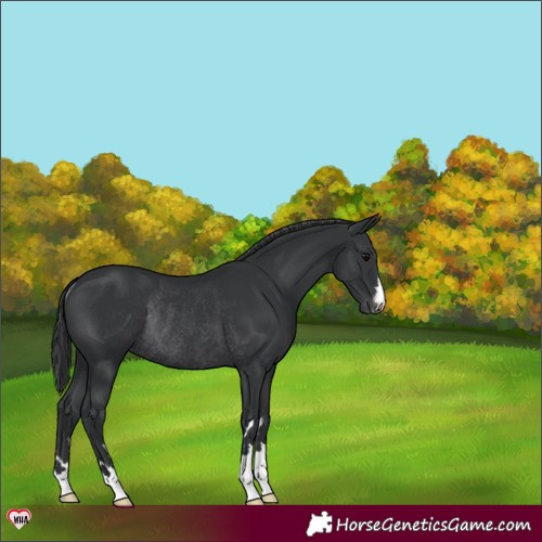 Horse Color:Black Varnish Rabicano 