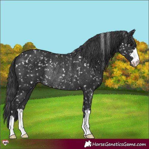 Horse Color:Black Appaloosa Rabicano