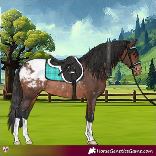 Horse Color:Brown Appaloosa Rabicano 
