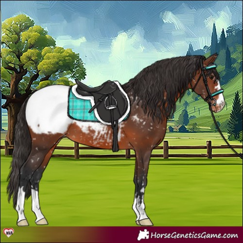 Horse Color:Brown Appaloosa 