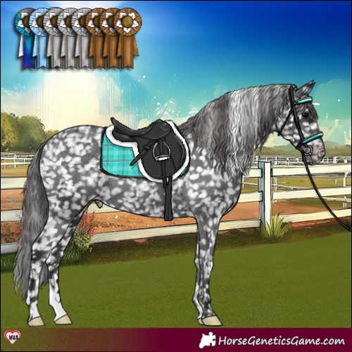 Horse Color:Black Appaloosa Rabicano 