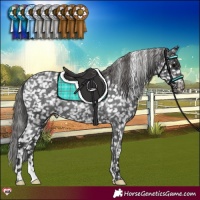 Horse Color:Black Appaloosa Rabicano 
