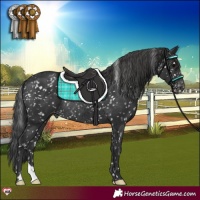 Horse Color:Black Appaloosa Rabicano 