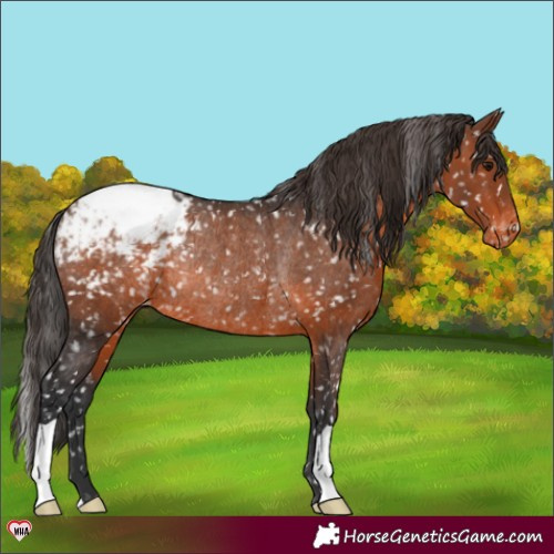 Horse Color:Brown Appaloosa Rabicano 