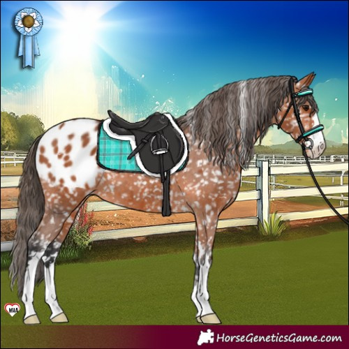 Horse Color:Bay Appaloosa 