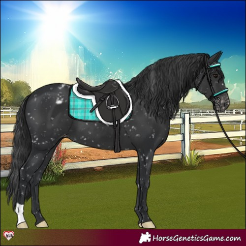 Horse Color:Black Snowflake Varnish 