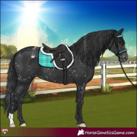 Horse Color:Black Appaloosa 