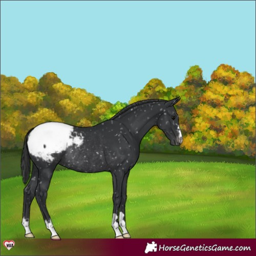 Horse Color:Black Appaloosa Rabicano 