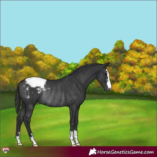 Horse Color:Black Appaloosa Rabicano 