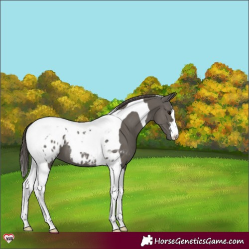 Horse Color:Grullo Tobiano Blanket 