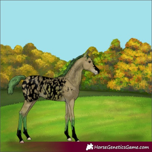 Horse Color:Void Watercolor Bay Appaloosa 
