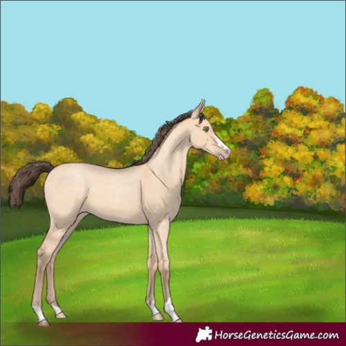 Horse Color:Amber Champagne Dun 