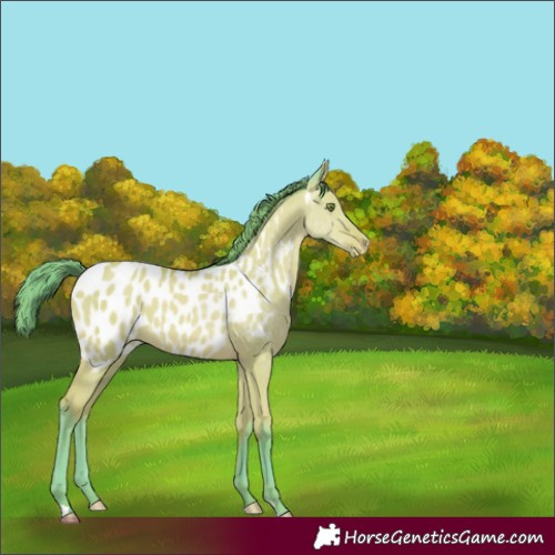 Horse Color:Watercolor Amber Champagne Dun Appaloosa 