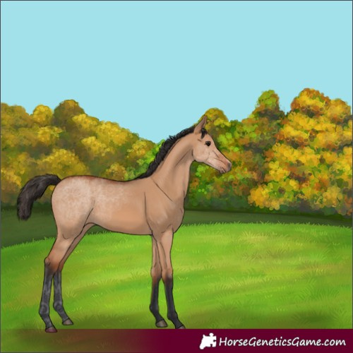 Horse Color:Bay Dun 