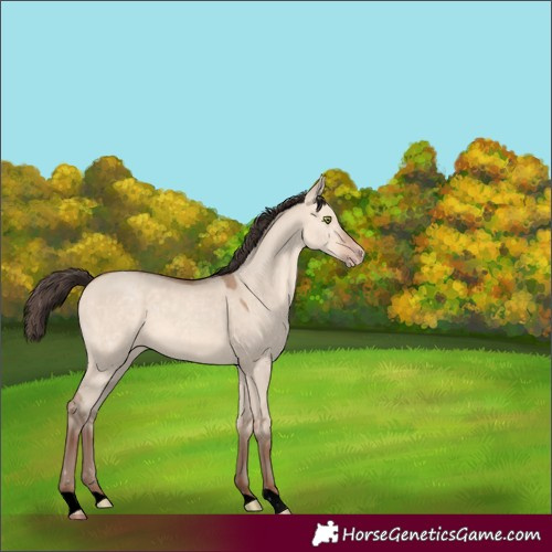Horse Color:Void Amber Champagne Dun 
