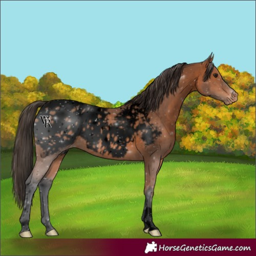 Horse Color:Void Bay Appaloosa