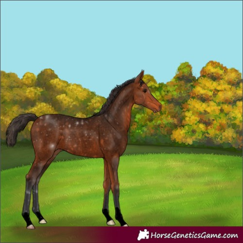 Horse Color:Void Bay Roan 