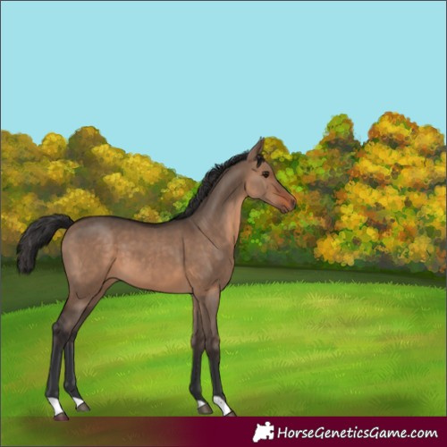 Horse Color:Brown Dun 